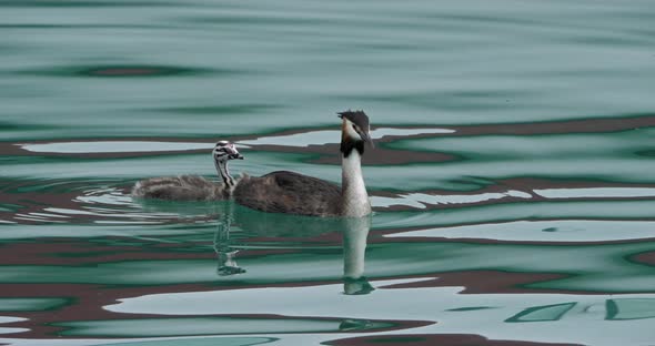 Great crested grebe with juveniles, (Podiceps cristatus), lake of Annecy, France alt
