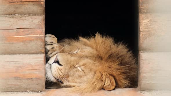 A Beautiful Big Lion is Lying and Resting alt