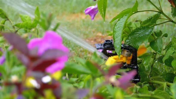 Automatic Lawn Sprinkler on the Garden with Green Grass in Slow Motion alt