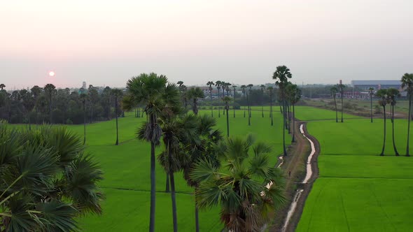 Dongtan Samkhok Palm Trees and Rice Fields During Sunset in Pathum Thani Bangkok Thailand alt