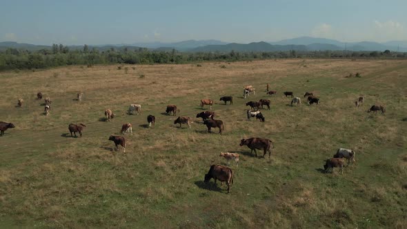 Herd of Cattle on Rural Farmland alt
