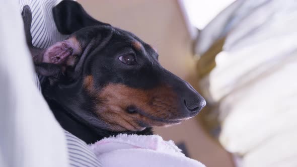 Dachshund Dog Lies on Owner Bed and Blinks in Morning