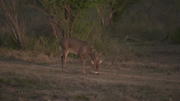 a whitetail buck in Texas, USA alt