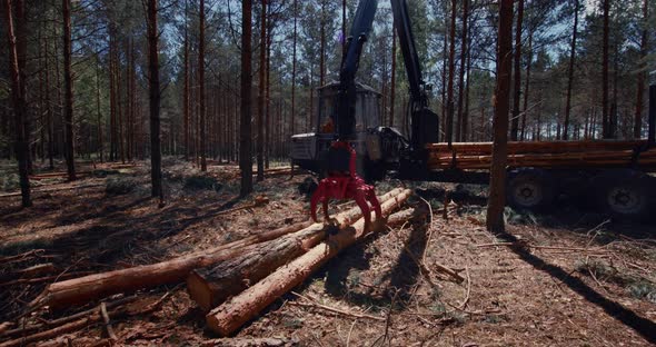 Timber industry, tractor loader works among the forest. Loading pine logs.