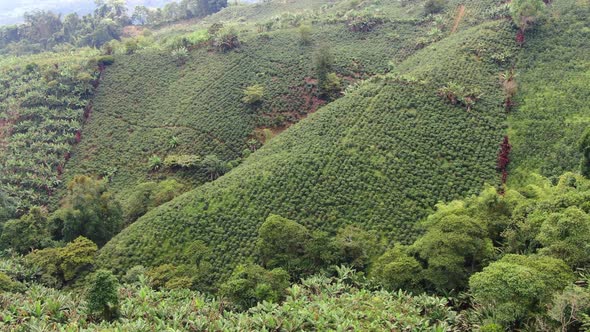 Coffee plantations on the mountains of Colombia alt