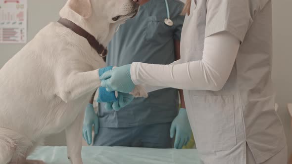 Putting Elastic Bandage on Labrador alt