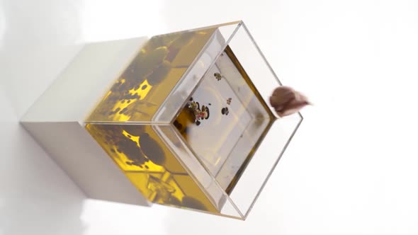 Vertical video: garlic falling into olive oil alt