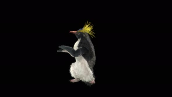 Penguin Dancing 4K alt