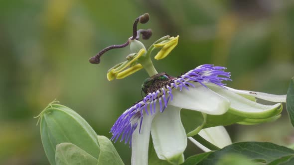 Close up of a green cuckoo wasp nectaring over a blue crown passion flower then flying away. Slow mo alt