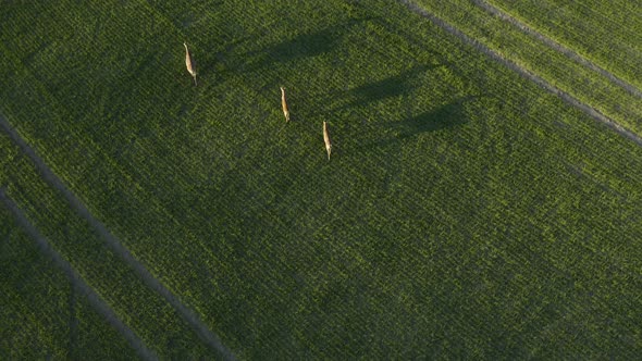 Aerial tilt up, drone shot overlooking a herd of deer, walking on a green field, on the countryside alt