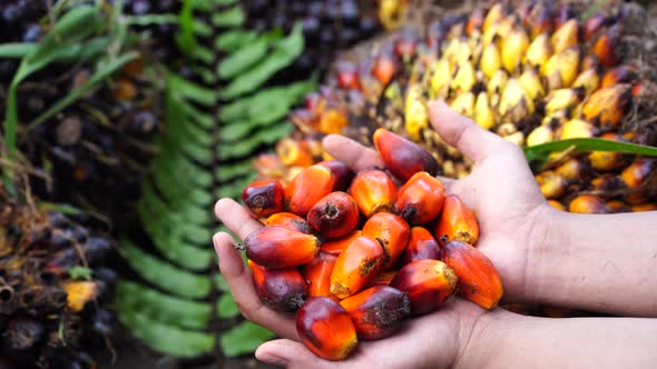 Oil Palm Fruits alt