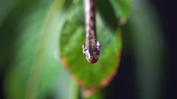 A Snake in the Leaves Sticks Out Its Tongue and Hisses Closeup in Slow Motion alt