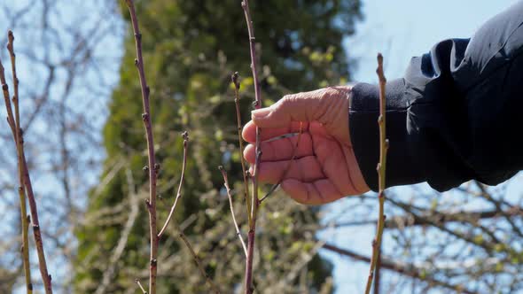 Aged Person Hand Touches Tree Small Branch Checking Buds