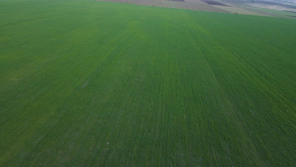 The Drone Moves Very Low Over the Sprouts of Wheat on the Field alt