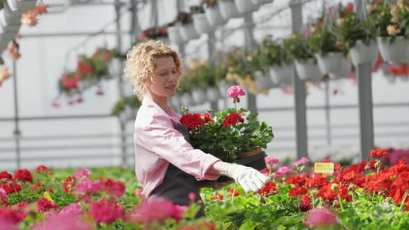 Blonde Female Florist Carrying Potted Flower Plants in Greenhouse Arranging Them for Sale alt