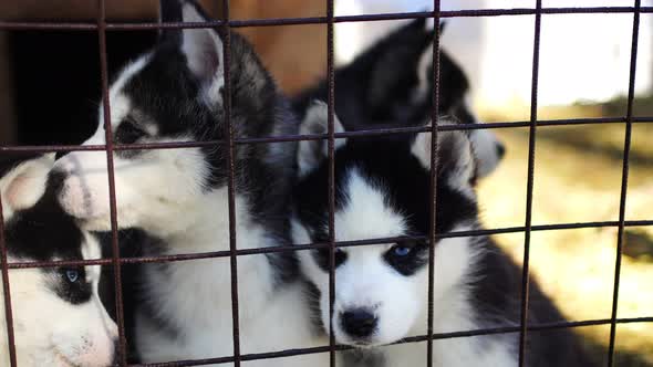 Purebred Husky Puppy in an Openair Cage at a Dog Farm Haskiland Near Kemerovo Russia alt