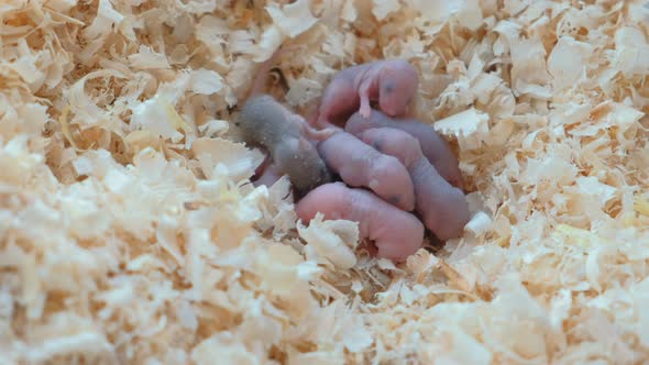 Newborn Little Mice Are Blind in the Nest