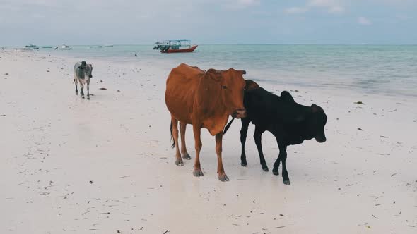 Herd of African Humpback Cows Walks on Sandy Tropical Beach By Ocean Zanzibar alt