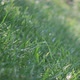 Rain Grass Heavy - VideoHive Item for Sale
