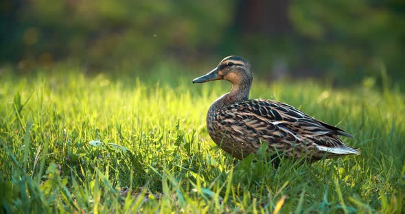 Duck girl close-up on a green lawn