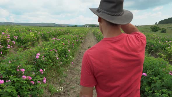 Essential rose production and oil producer. Rose field. Farmers growing of the roses. The Farm alt