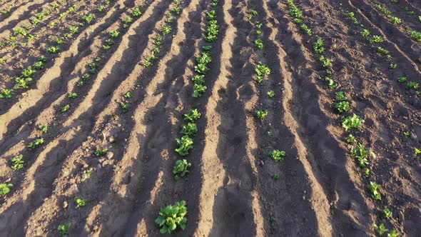 Rows of Potato Shoots on the Field  Growing Potatoes on the Bed alt