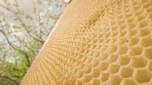 Camera Slides Over on Empty Wax Honeycombs alt