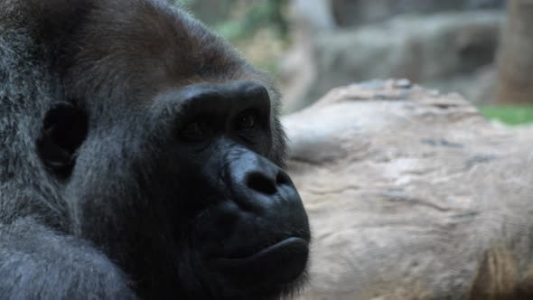 Close-up shot of Western lowland gorilla looking at the camera alt