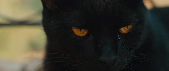 Black yellow-eyed cat looking away, close up slow motion alt