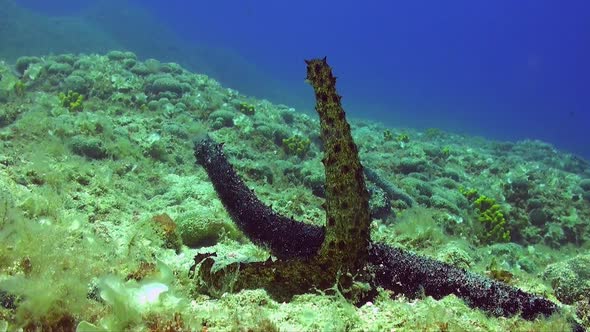 Close up shot of  two sea cucumbers ( Holothuria tubulosa) mating and spawning alt