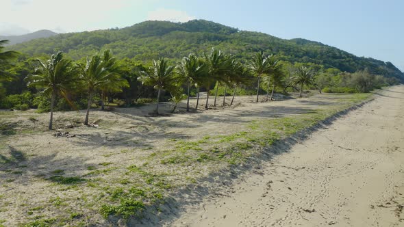 Aerial, Palms On Wangetti Sand Beach In Cairns In Queensland, Australia