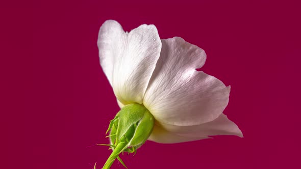Rosehip Blossom Timelapse on Red alt