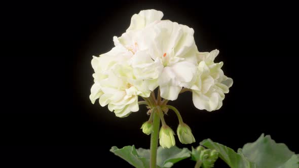Time Lapse of Opening White Geranium ( Pelargonium ) Flower alt