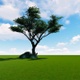 Single Tree In A Wide Open Field, With A Full Sky Of Clouds 4K - VideoHive Item for Sale