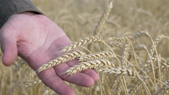 Farmer Hands Check for Ripeness Ears of Wheat
