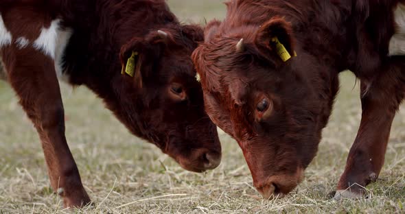 Cute Cow Calf Eating Hay on the Field