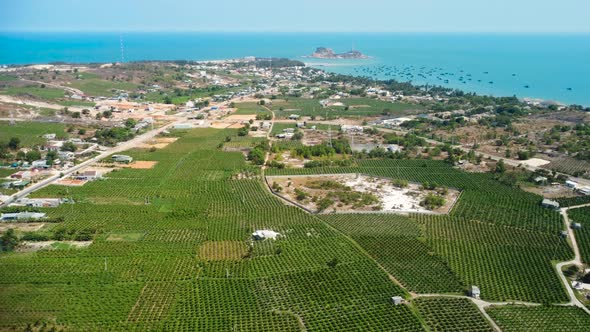 Green trees of dragon fruit plantation on coast of Vietnam, aerial panorama alt
