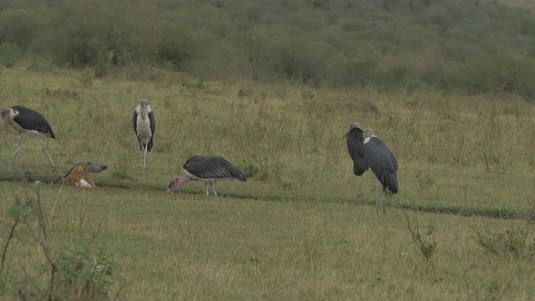 Marabou storks watching a jackal eating alt