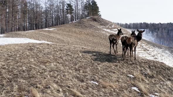 A Female Maral with Foals Walking on a Mountain Range