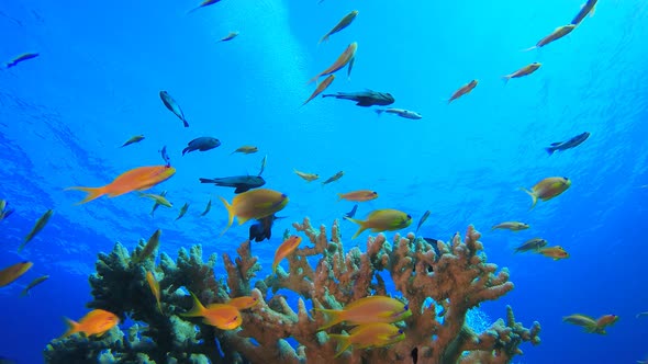 Underwater Tropical  Reef View alt