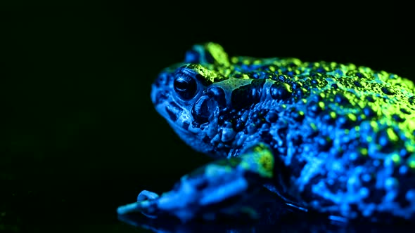 Blue Ground Toad Closeup Night Shot Under Led Color Light alt
