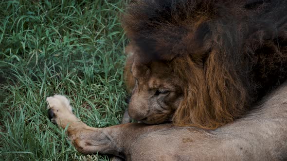 Adult Male Panthera Leo Licking Itself While Resting On Green Grass In Africa. Close Up alt