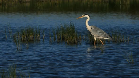 Grey heron, Ardea cinerea, Camargue, France alt