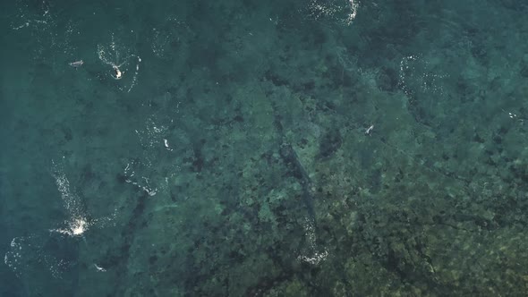 Antarctic Penguin Underwater Jumps. Top Down View. alt