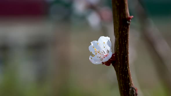 Blossoming Branch with Flower Bud Shaking on Wind