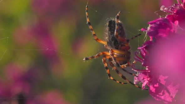 Blooming Pink and Purple Meadow and a Spider on the Flowerbed in the Garden alt