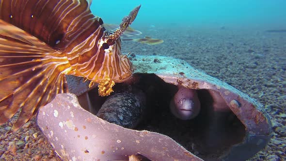 Lionfish and Geometric Morays alt