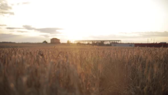 Pretty Pregnant Woman Is Walking During Sunset