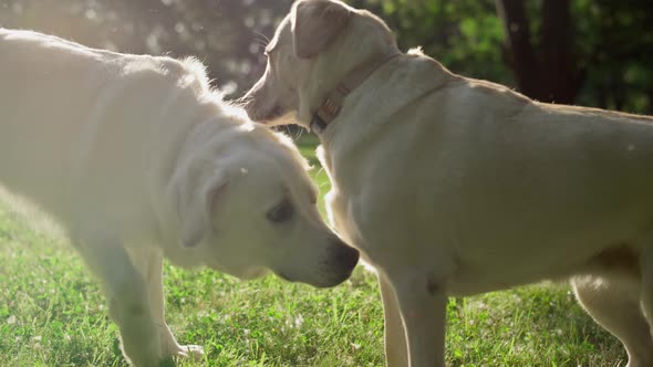 Two Adorable Cute Dogs Meet in Park alt
