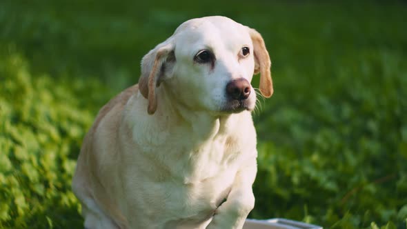 Adorable Beagle-Labrador mix dog looking around while sitting in a bucket alt
